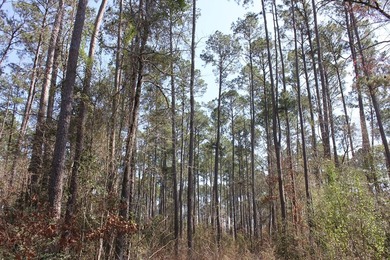 Discover 57 unrestricted acres close to Lake Sam Rayburn yet - photo 14