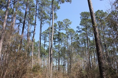 Discover 57 unrestricted acres close to Lake Sam Rayburn yet - photo 15