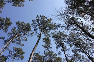 Discover 57 unrestricted acres close to Lake Sam Rayburn yet - photo 17