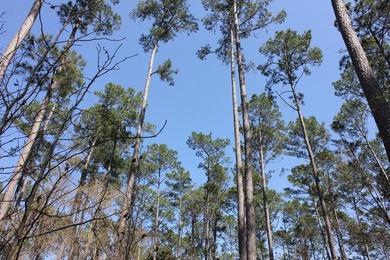 Discover 57 unrestricted acres close to Lake Sam Rayburn yet - photo 18