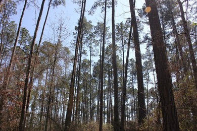 Discover 57 unrestricted acres close to Lake Sam Rayburn yet - photo 19