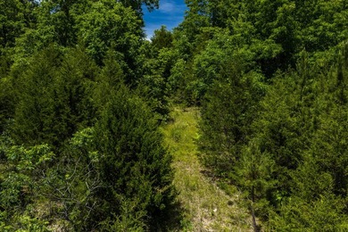 54.5 m/l acres of land offering the privacy and seclusion that - photo 3