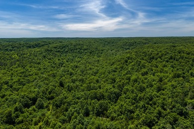 54.5 m/l acres of land offering the privacy and seclusion that - photo 5