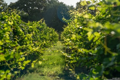 Christoval Vineyards is a 25-acre, river front property in - photo 15