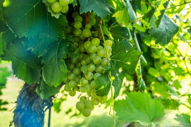 Christoval Vineyards is a 25-acre, river front property in - photo 16