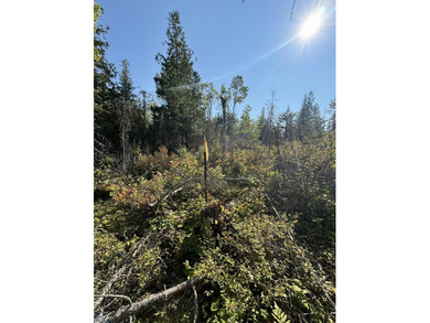 Private parcel ideal for bird and deer hunting, accessed by a - photo 3