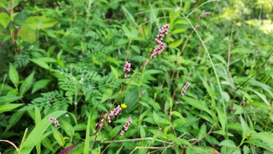Located just 1.5 miles north of Mount Ida, this 3.34-acre lot is - photo 3