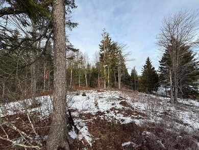4 +/- acres with 200' shorefront on Western Lake. Nice private - photo 14