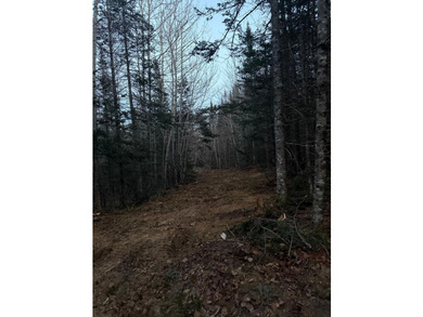 4 +/- acres with 200' shorefront on Western Lake. Nice private - photo 16