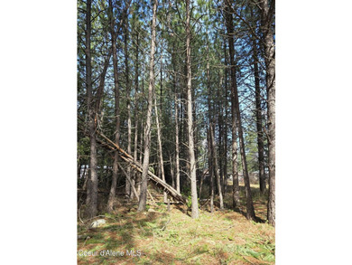 Seven adjoining city lots for a total of 1.13 acres in the - photo 11