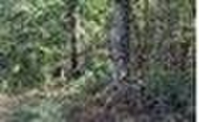 LOCATION,LOCATION!!! Large tract of land situated in the North - photo 3