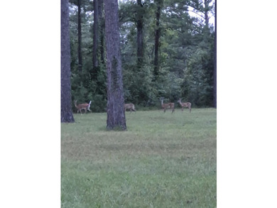 Nice, level, cleared 1 acres lot on Point A Lake. There is 125' - photo 3