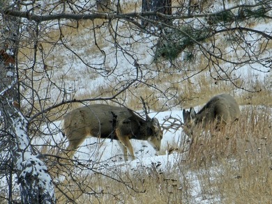 The Custer Legacy Ranch provides a rare combination to today's - photo 15