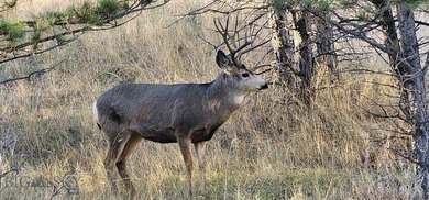 The Custer Legacy Ranch provides a rare combination to today's - photo 16