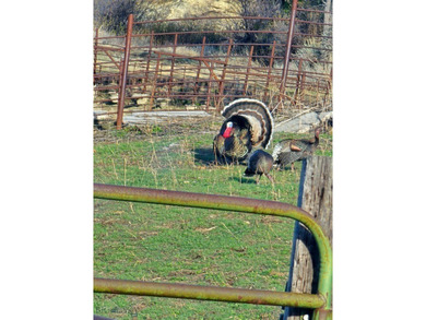 The Custer Legacy Ranch provides a rare combination to today's - photo 23