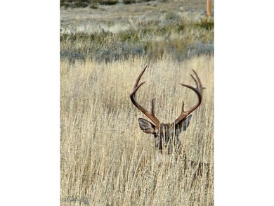 The Custer Legacy Ranch provides a rare combination to today's - photo 24