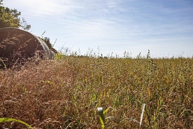 Prime 144 acre property in Pleasanton, KS. Less than an hour - photo 6