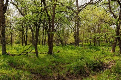 This 1,100+/- acre ranch in Greenwood County represents a rare - photo 49