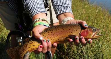 Lake Fork River Ranch, a place where anglers gently wade as elk - photo 35