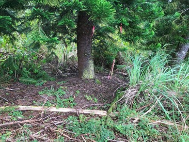 Great Location, convenient and easy to get to. The lot is just a - photo 10