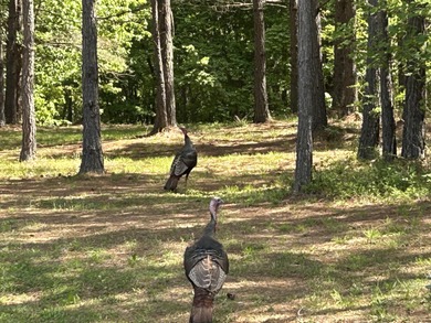 (private lake, pond, creek) Acreage For Sale in Jasper Tennessee