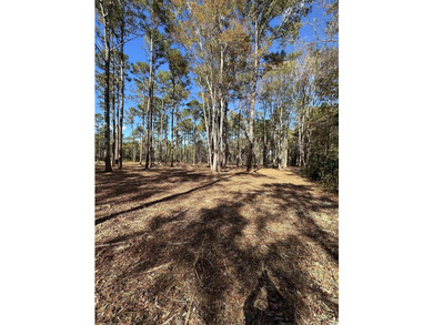Private Wooded Acreage with Endless Possibilities off Hwy 707 - photo 7