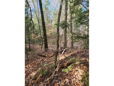 Wooded Privacy, Water Access, and Ready to Build aEUR* 3.5 Acres - photo 5