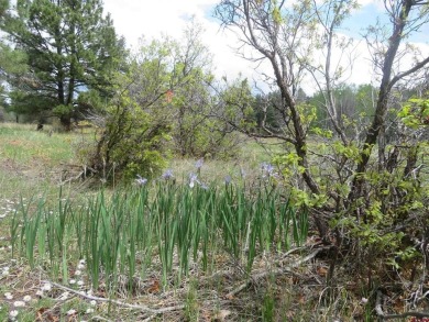(private lake, pond, creek) Lot For Sale in Pagosa Springs Colorado