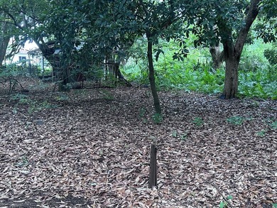 Versatile Land with Income Potential - Lychee, star fruit - photo 7