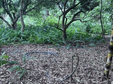 Versatile Land with Income Potential - Lychee, star fruit - photo 9
