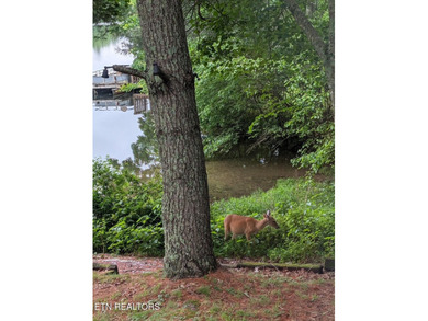 Turn-key waterfront home located on a quiet cul-de-sac with more - photo 48