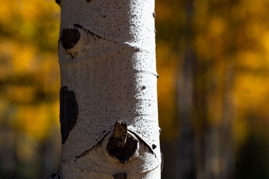 The Ranch at Angel Fire is a rare legacy opportunity to own the - photo 31