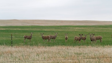 Niobrara River Ranch - A Rare Opportunity for Ranching & - photo 3