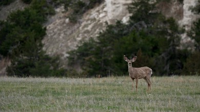 Niobrara River Ranch - A Rare Opportunity for Ranching & - photo 4