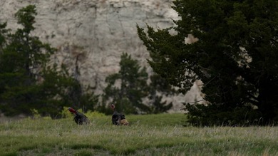 Niobrara River Ranch - A Rare Opportunity for Ranching & - photo 10