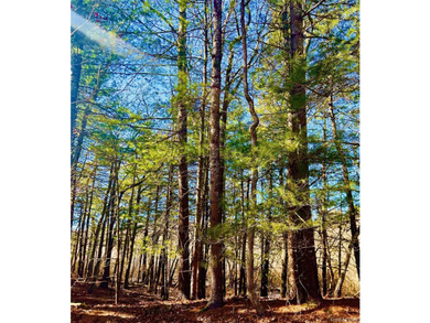 Extremely rare offering of 5.25 acres of undeveloped, wooded - photo 4