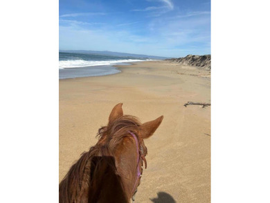 Rarely available, Loma Alta Ranch offers nearly 20 acres in one - photo 9