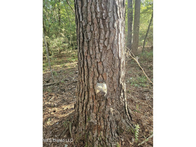 92 Acres of Timber, Wildlife, and Homesite Potential - Pearl - photo 25
