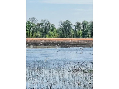 1,962 Acres on the Black River | A Once-in-a-Generation Arkansas - photo 2