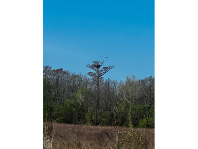 1,962 Acres on the Black River | A Once-in-a-Generation Arkansas - photo 10