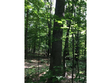 *POND RIDGE* Litchfield County CT Land for Sale: 118+- acres - photo 11