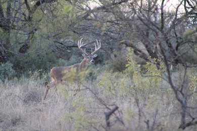The Miller Ranch is located just outside of Brady, Texas. This - photo 13