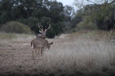 The Miller Ranch is located just outside of Brady, Texas. This - photo 14
