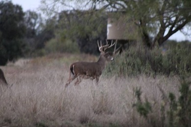 The Miller Ranch is located just outside of Brady, Texas. This - photo 15