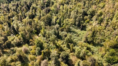 Imagine owning more than a mile of Big Black River frontage in - photo 33