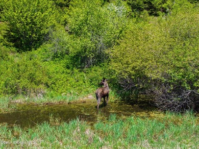 Fantastic 618 acres overlooking the Dworshak Reservoir with - photo 19