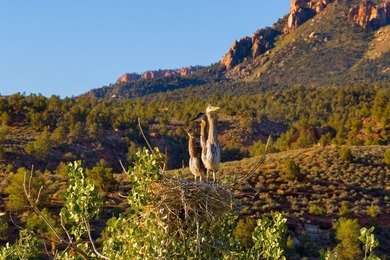 Prime 15-Acre Parcel in Springdale - Unmatched Location & Scenic - photo 11