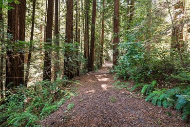 A private road and paved, circular driveway lead to this custom - photo 38