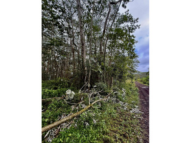 Extraordinary vacant land opportunity on Puua Kapoho Rd in Pahoa - photo 5
