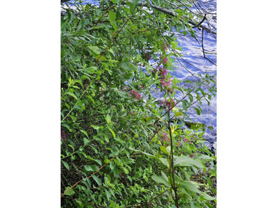 SANDY RIVER PONDS - Privately located on 3/4 of an acre with - photo 22